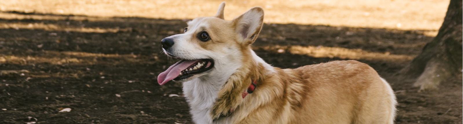 犬ちゃんが亡くなった 死んだ ときの火葬方法 逢の杜ペット霊園コラム